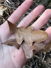 Quercus sinuata breviloba