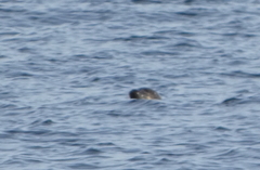 Phoca vitulina