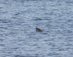 Phoca vitulina