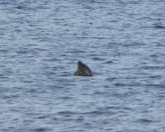 Phoca vitulina