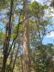 Eucalyptus tereticornis