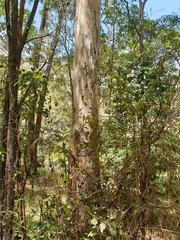 Eucalyptus tereticornis