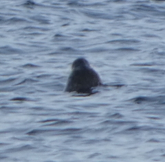 Phoca vitulina