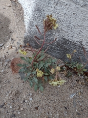 Chylismia claviformis