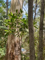 Flindersia bennettii