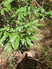 Cryptocarya triplinervis