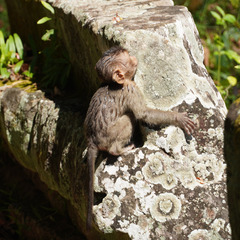 Macaca leonina