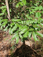 Cryptocarya triplinervis