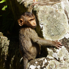 Macaca leonina