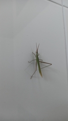 Acrida cinerea