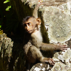 Macaca leonina