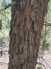 Allocasuarina torulosa