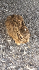 Lepus californicus
