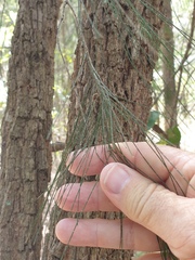 Allocasuarina torulosa