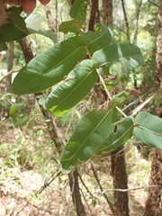 Angophora subvelutina