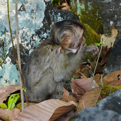 Macaca leonina