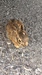 Lepus californicus