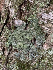 Punctelia appalachensis