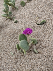 Abronia maritima