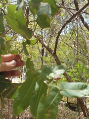 Angophora subvelutina