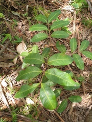 Cupaniopsis parvifolia