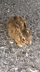 Lepus californicus