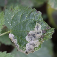 Agromyza pseudoreptans