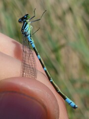 Coenagrion lunulatum