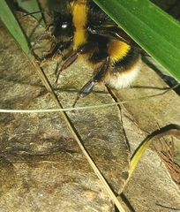 Bombus terrestris lusitanicus