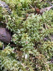 Plagiomnium venustum