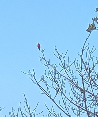 Pyrocephalus rubinus