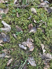 Plagiomnium venustum