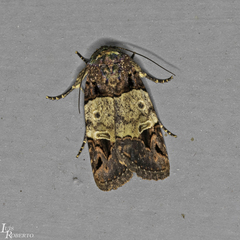 Hampsonodes naevia