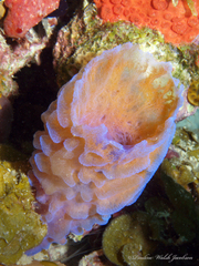Callyspongia plicifera