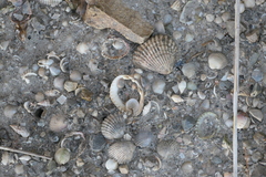 Cerastoderma glaucum