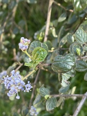 Ceanothus oliganthus