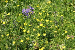 Lomatium utriculatum