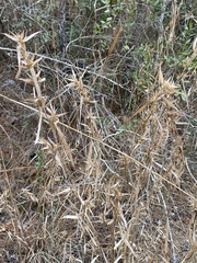 Dichanthelium scabriusculum