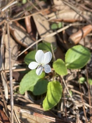 Viola primulifolia