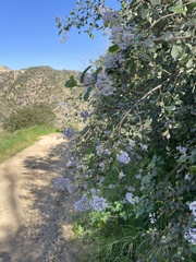 Ceanothus oliganthus