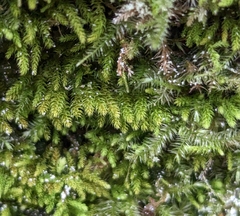 Claopodium crispifolium