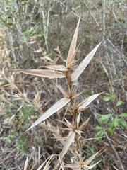 Dichanthelium scabriusculum