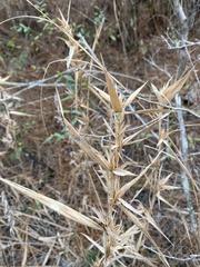 Dichanthelium scabriusculum