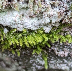 Claopodium crispifolium
