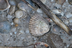 Cerastoderma glaucum