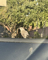 Mimus polyglottos