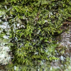 Claopodium crispifolium