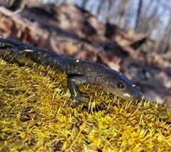 Ambystoma jeffersonianum