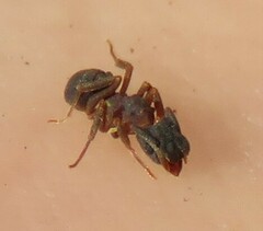 Cyphomyrmex rimosus