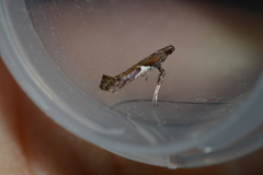 Caloptilia stigmatella